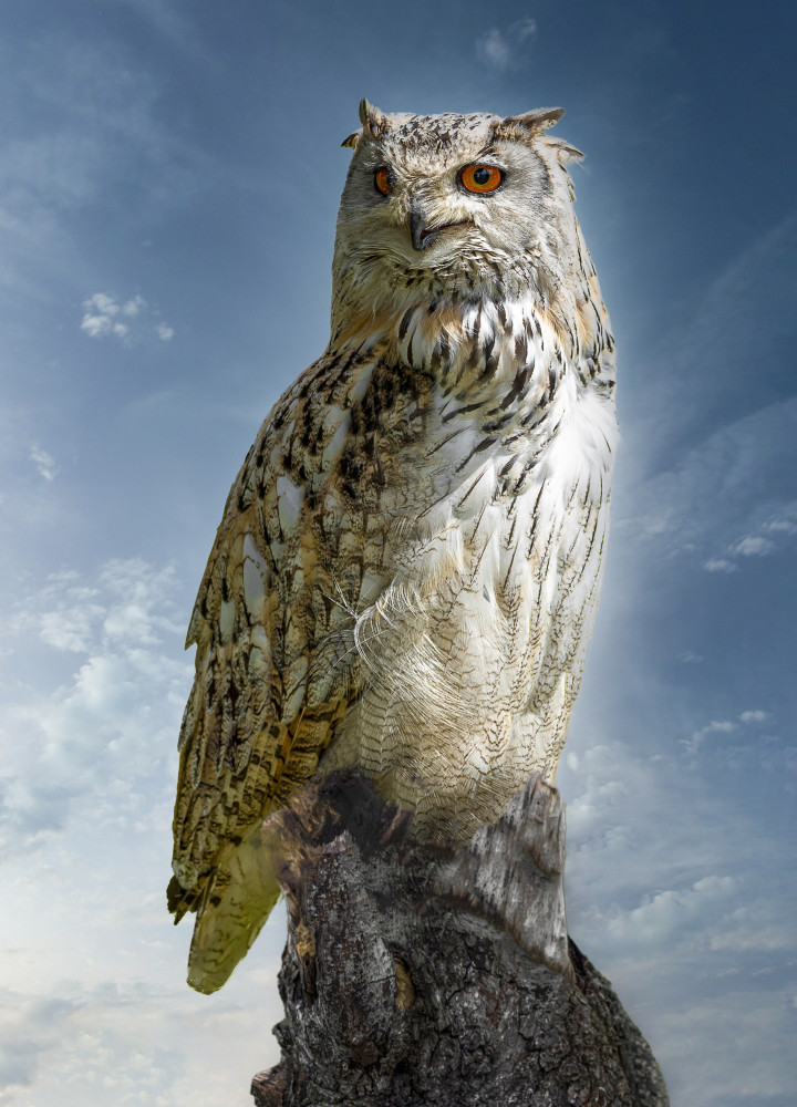 Majestic Eagle Owl by Laruelle Philippe — canvas wall art