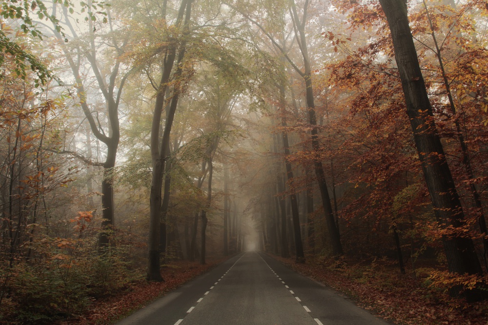 Misty Autumn Road by Vincent Croce — canvas wall art