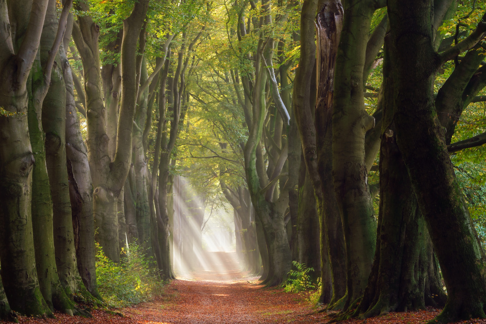 Sunlit Forest Path by Ellen Borggreve — canvas wall art