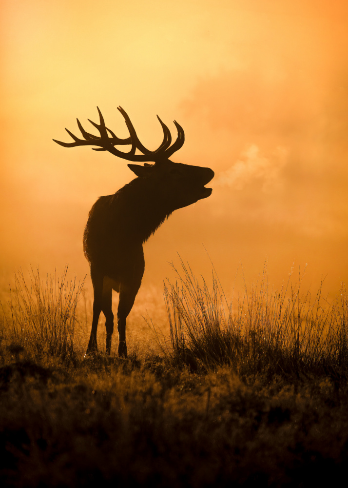 Golden Elk Bugle by Kieran O Mahony AIPF — canvas wall art