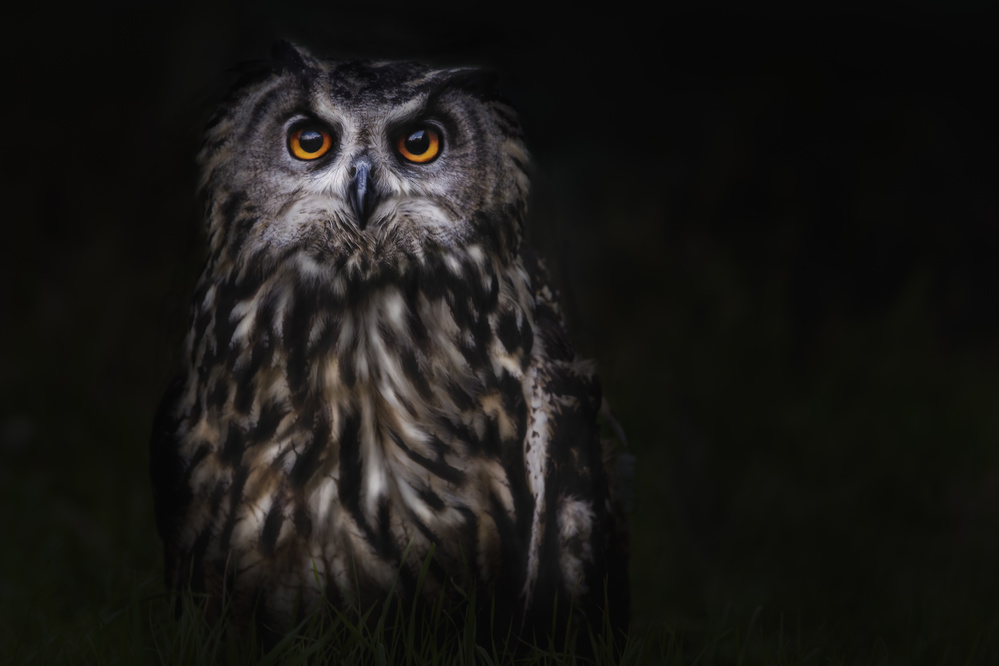 Intense Owl Gaze by Martine Benezech — canvas wall art