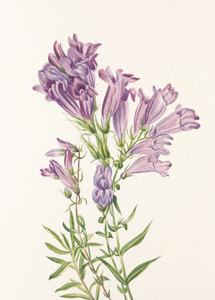 Purple Penstemon From North American Wildflowers (1925) By Mary Vaux Walcott by Mary Vaux Walcott — canvas wall art