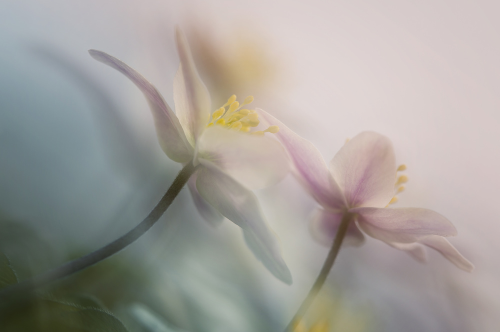 Ethereal Spring Flowers by Anton van Dongen — canvas wall art