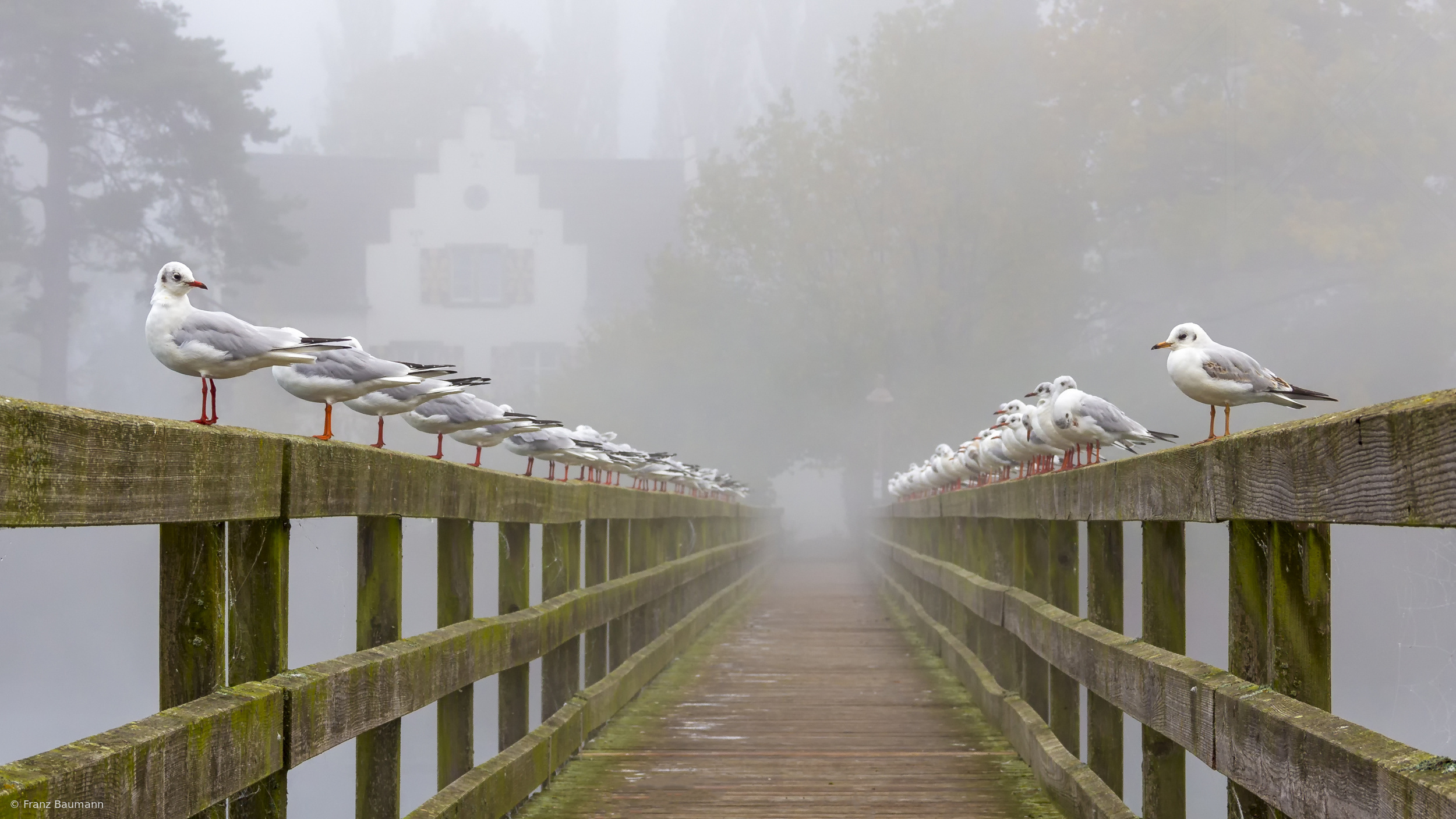 Seagulls in the Mist