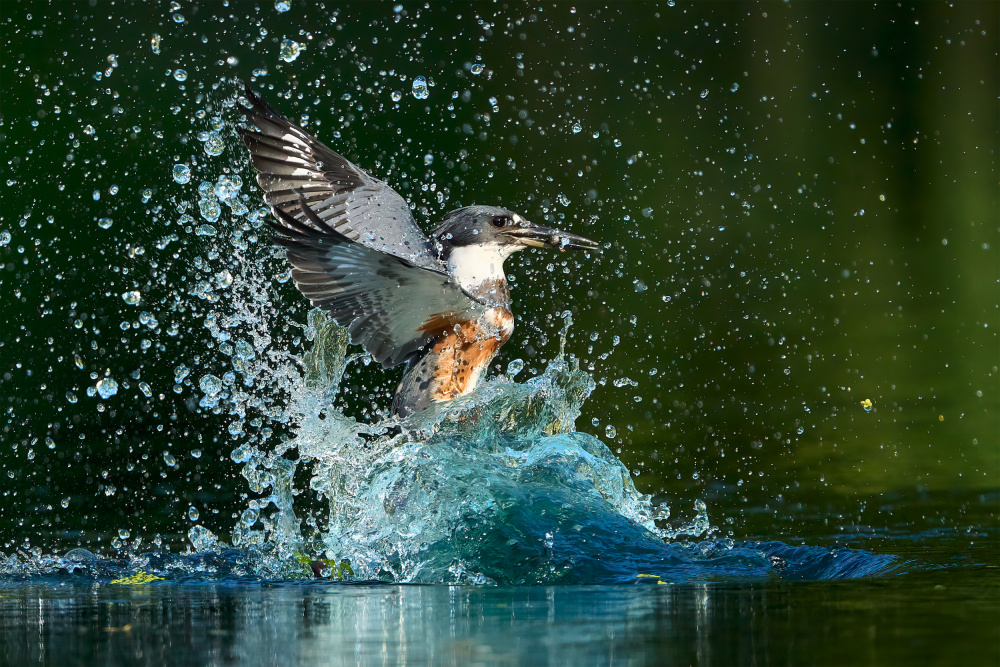 Kingfisher Water Splash by Johnny Chen — canvas wall art