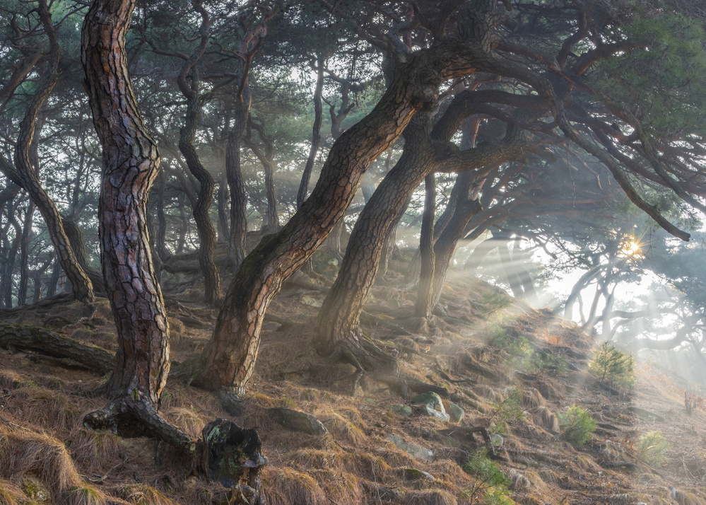 Holy light by Jaeyoun Ryu — canvas wall art