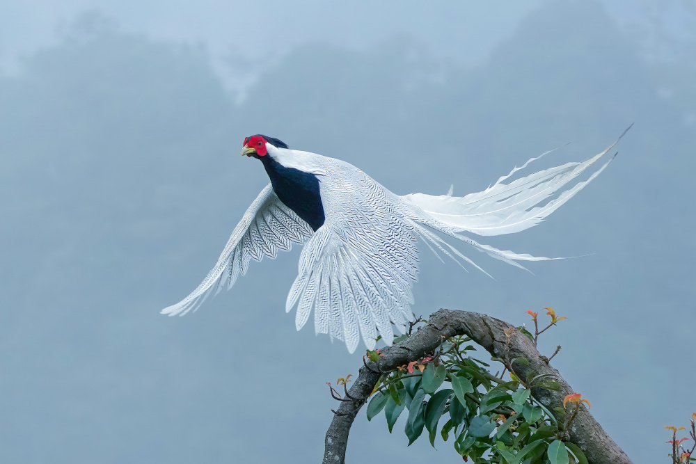 Silver Pheasant Flight by Feng Qin — canvas wall art