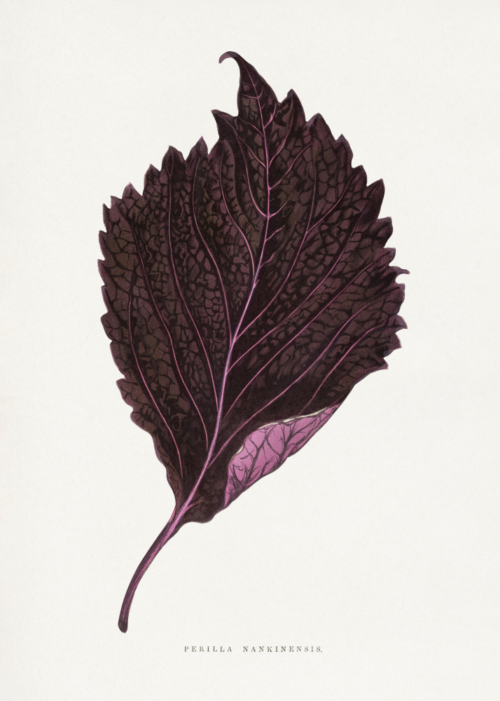 Pink Perilla Nankinensis Leaf Illustration by Les Plantes a Feuillage Colore — canvas wall art