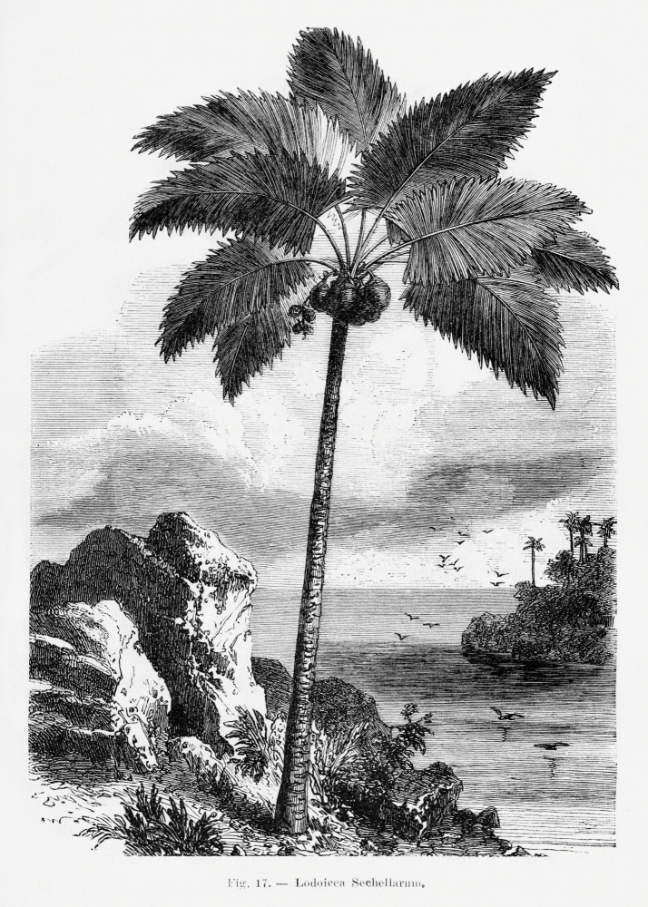 Vintage Palm Tree Drawing I by Les Palmiers Histoire Iconographique — canvas wall art