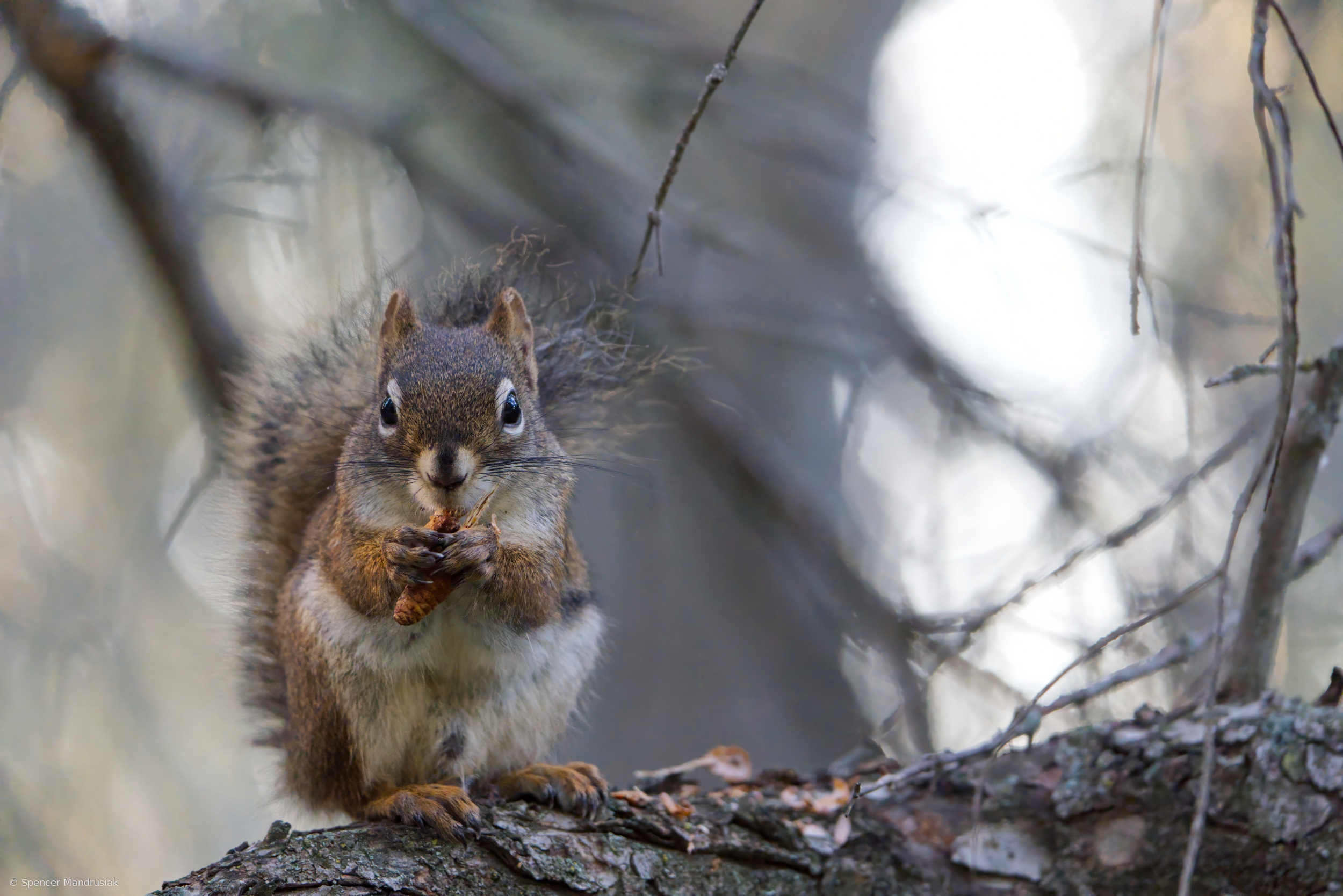 Snack time by Spencer Mandrusiak