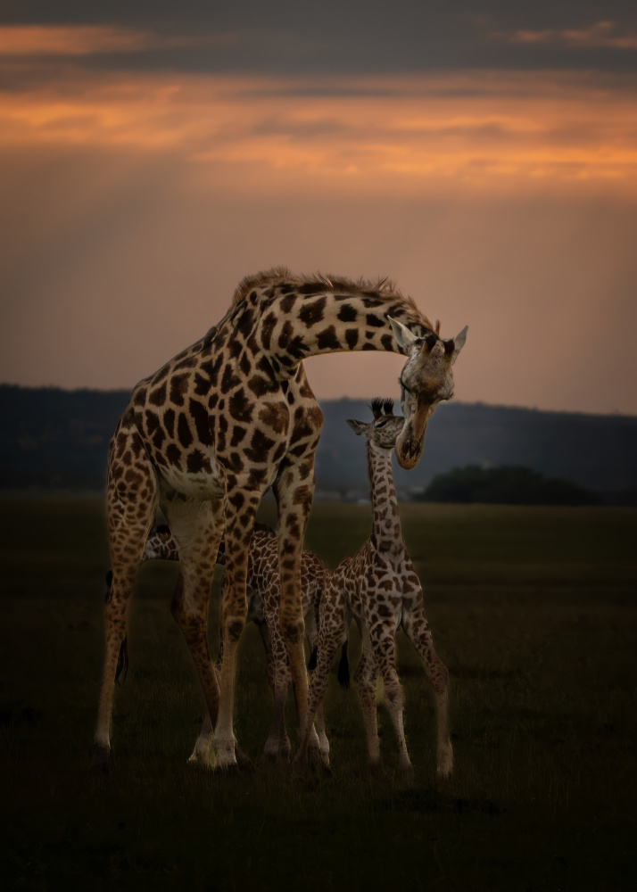 Loving Giraffe Family Sunset by Amro — canvas wall art