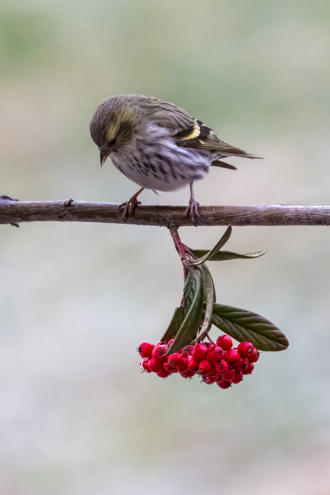 Siskin with Red Berries by Marco Galimberti — canvas wall art