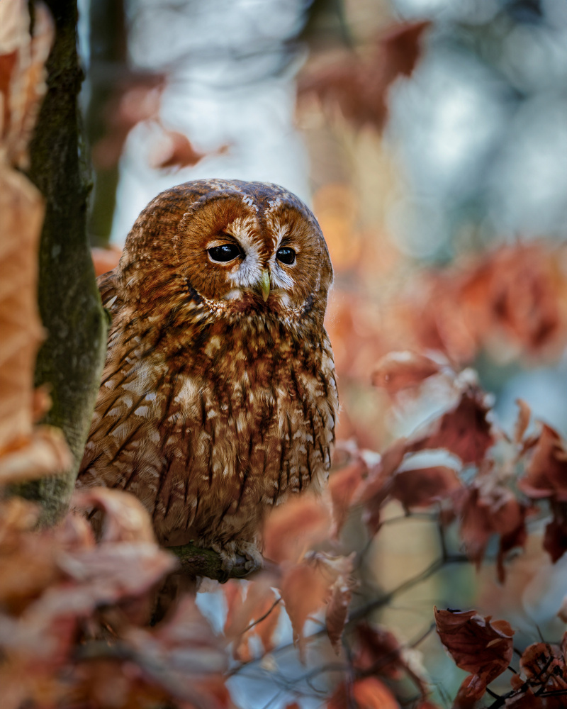 Autumn Owl Portrait by Michaela Firešová — canvas wall art
