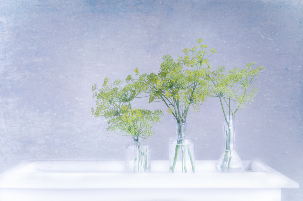 Fresh Dill In Glass Vases by Marie-anne Stas — canvas wall art