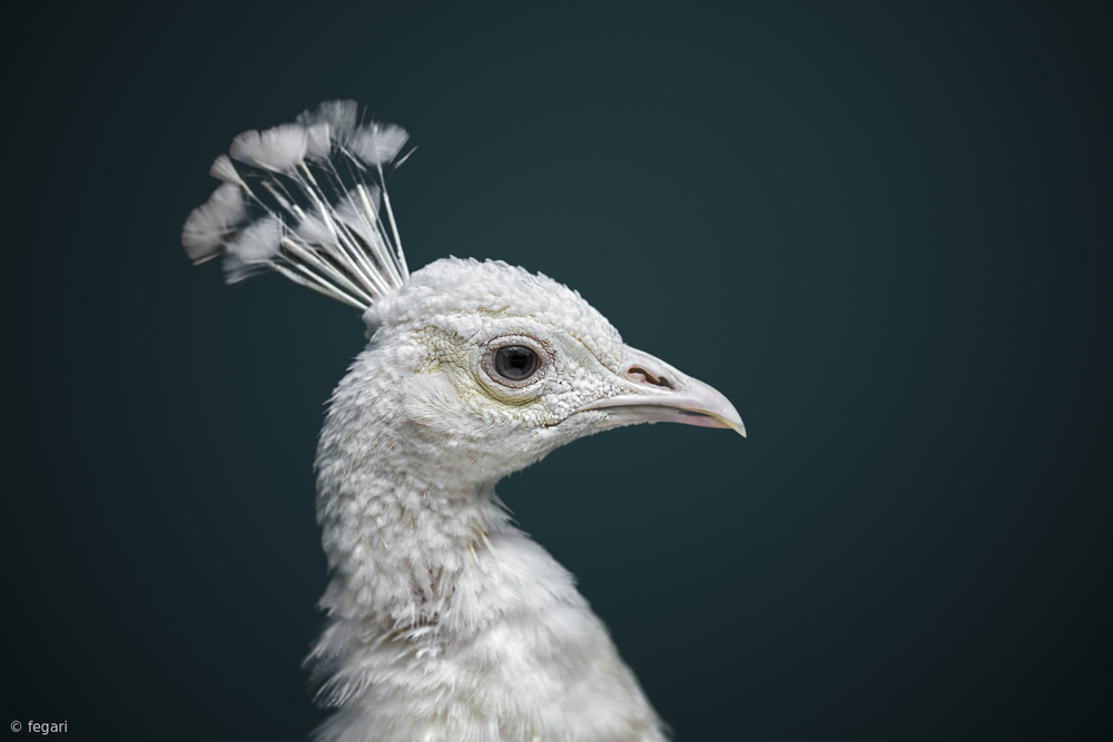 Elegant White Peacock by fegari — canvas wall art
