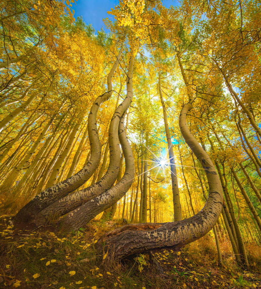 Curved Golden Aspens by Mike He — canvas wall art