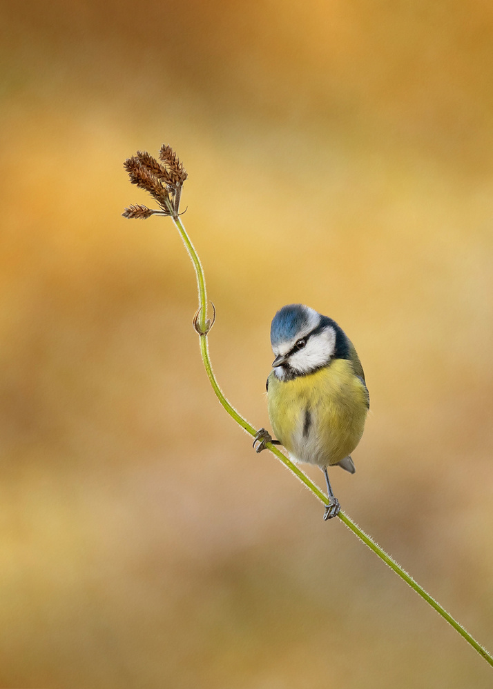 Golden Blue Tit Perched by Kieran O Mahony AIPF — canvas wall art