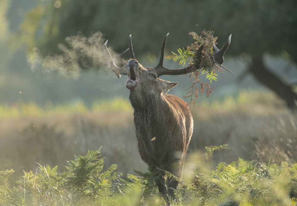 Majestic Red Deer Roar by Radojica Jevric fotorax — canvas wall art