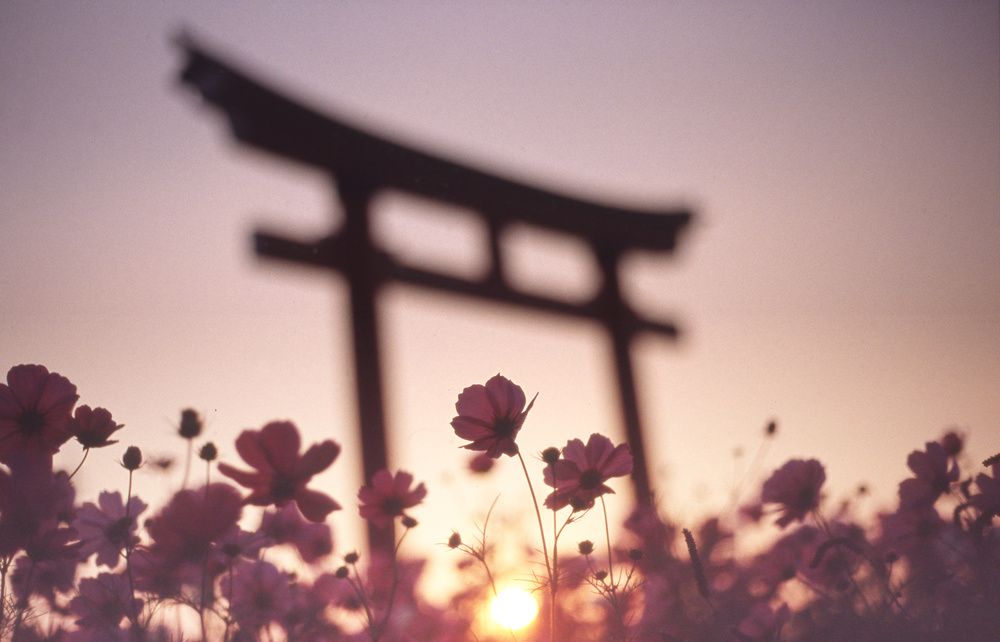 Cosmos Gate Sunset by Koji Tajima — canvas wall art