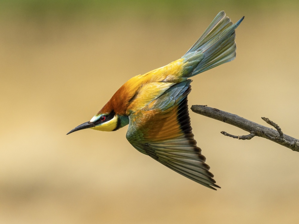 Colorful Bee-Eater Flight by Rostislav Kralik — canvas wall art