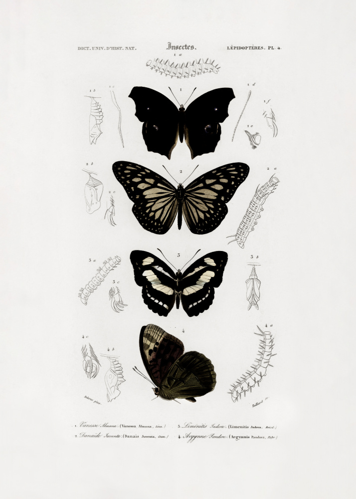 Collection of Butterflies 01 by Charles Dessalines D Orbigny — canvas wall art