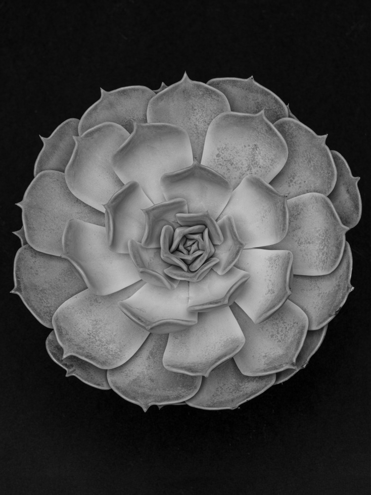 Monochrome Succulent Rosette by Old Artists Studio III — canvas wall art