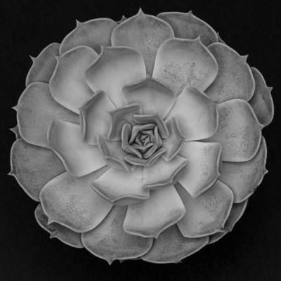 Succulent Graptoveria B&W 001