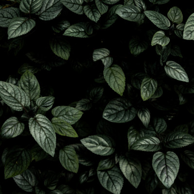 Lush Deep Green Leaves