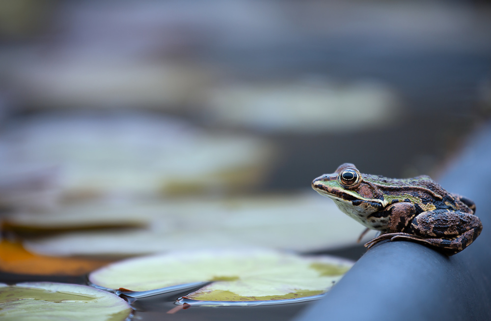 Watchful Pond Frog by Ellen van Deelen — canvas wall art