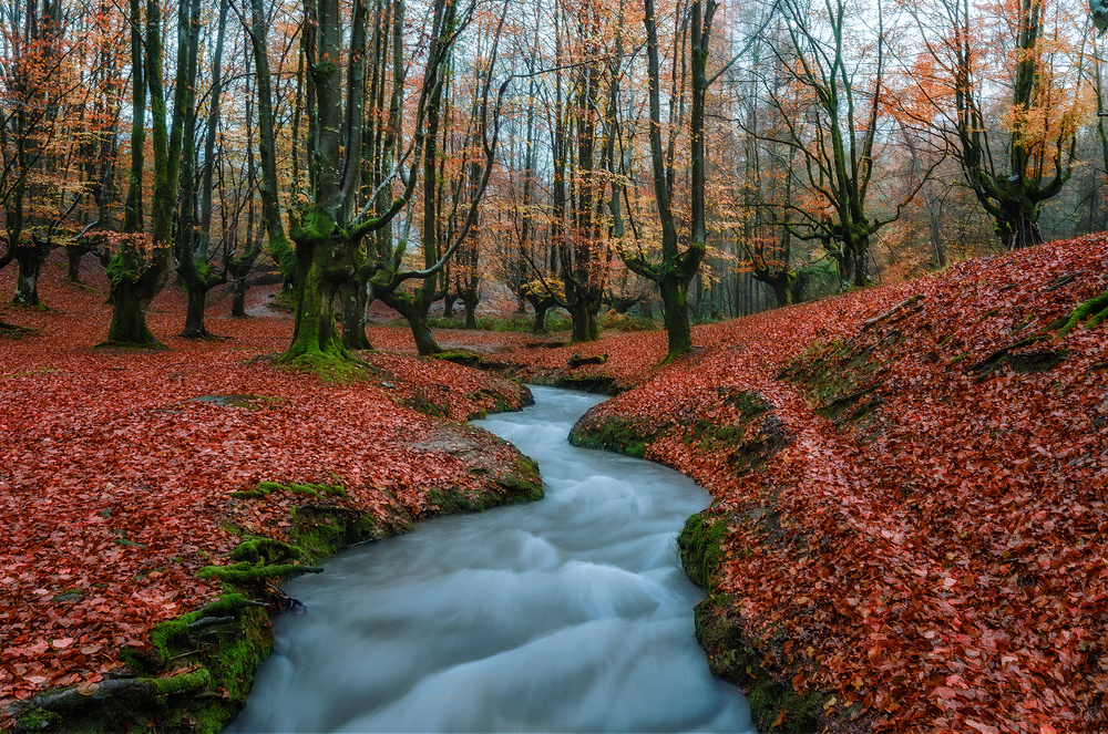 Enchanted Autumn Stream by Vladi Garcia — canvas wall art