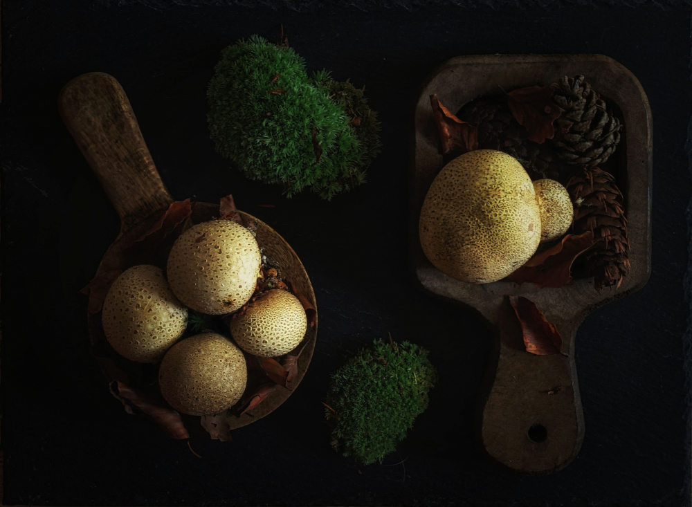 Puffball Mushroom Harvest by Saskia Dingemans — canvas wall art