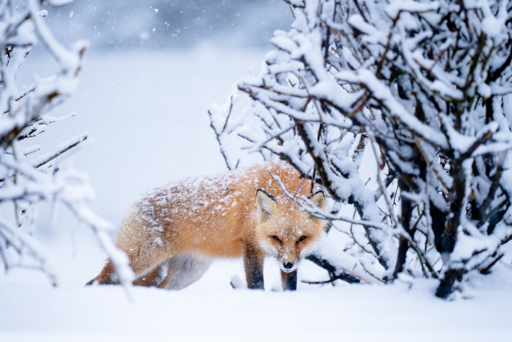 Red Fox In Snow by Johnny Chen — canvas wall art