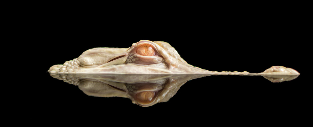 Ghost Alligator Eye by Holger Schmidtke — canvas wall art