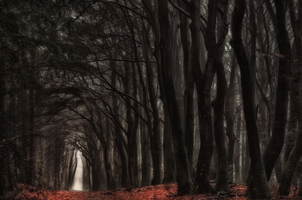 Mysterious Forest Path by Jan Paul Kraaij — canvas wall art
