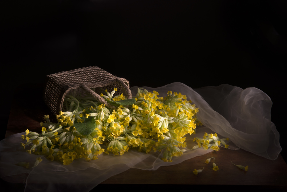 Delicate Primrose Spill by Silvija Danelsone — canvas wall art