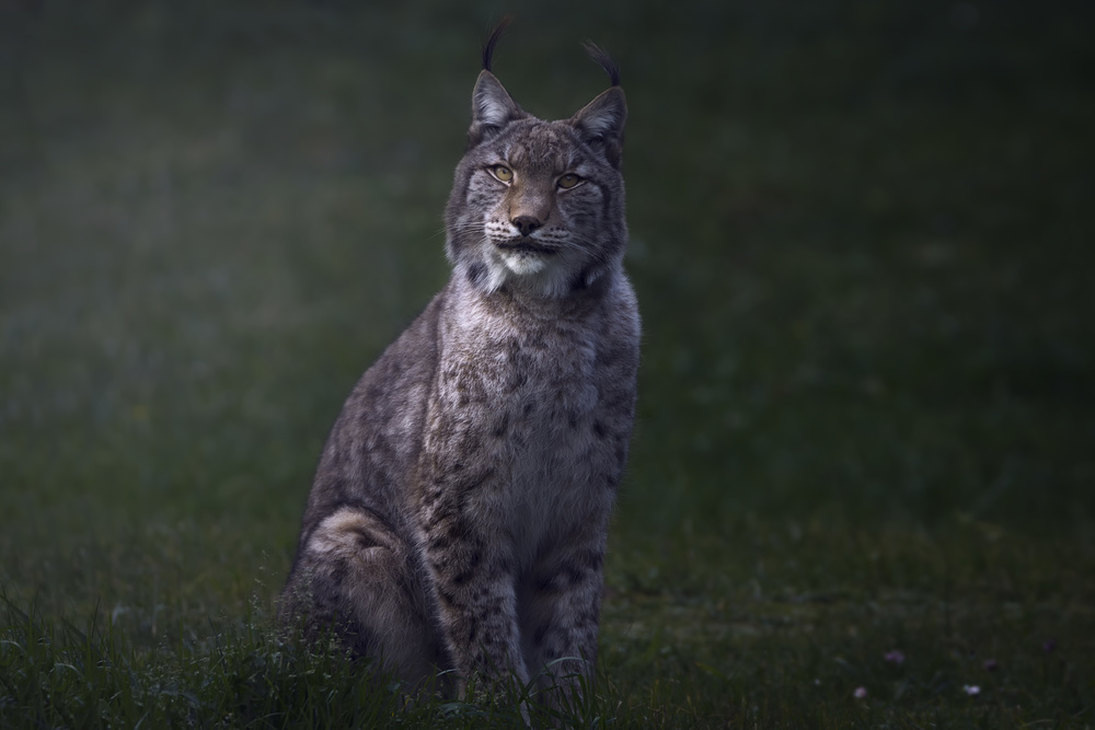 Watchful Wild Lynx by Sergio Saavedra Ruiz — canvas wall art