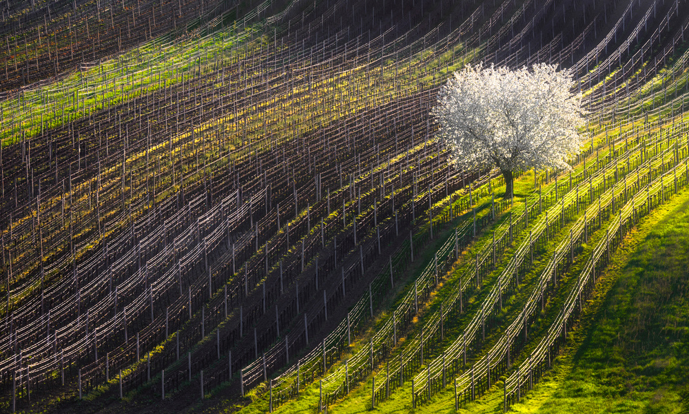 Spring Vineyard Blossom Tree by Vlad Sokolovsky — canvas wall art