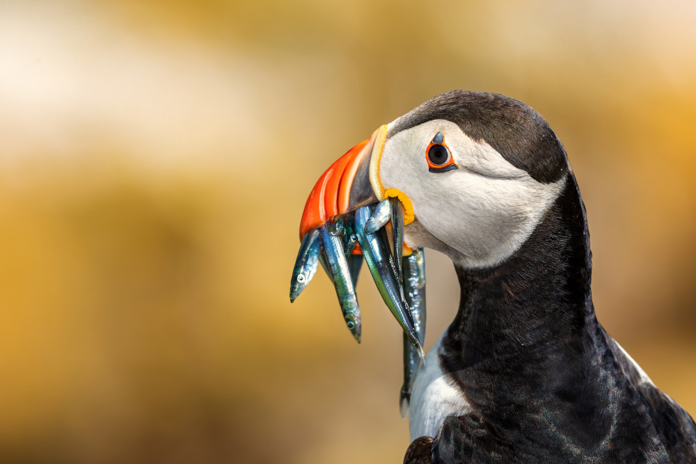 Atlantic Puffin's Catch by Peter Krocka — canvas wall art