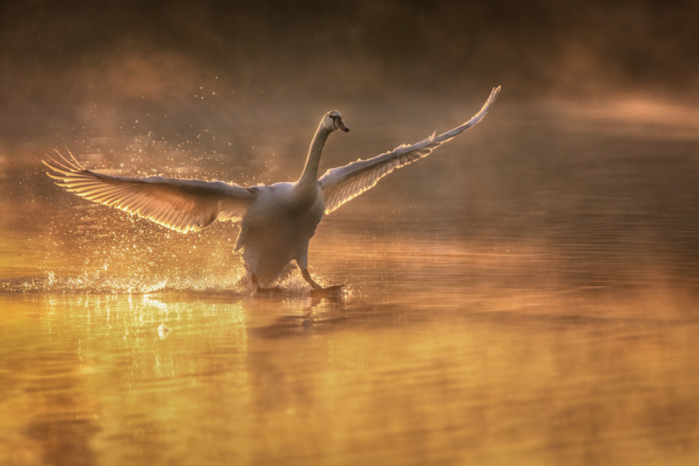 Golden Swan Splash by Wei Liu — canvas wall art