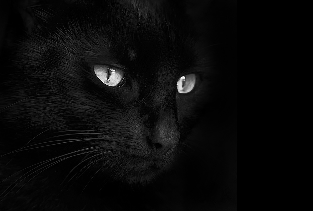 Glowing Cat Eyes by Monte Pi (10catsplus) — canvas wall art