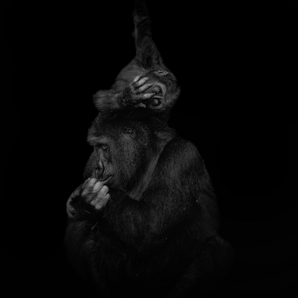 Gorilla Mother and Child by Georgios Tsikiridis — canvas wall art