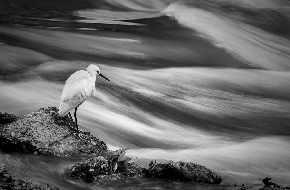 Serene Egret Flow by Hossein Nikzad Amoli — canvas wall art