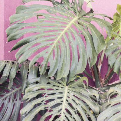 Monstera leaf La Muralla