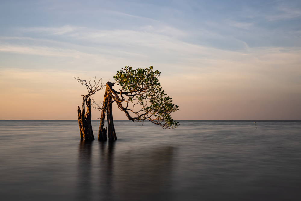 Lonely Sunset Tree by R Suguri — canvas wall art