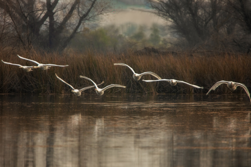 Swans Over Misty Water by Wei Liu — canvas wall art