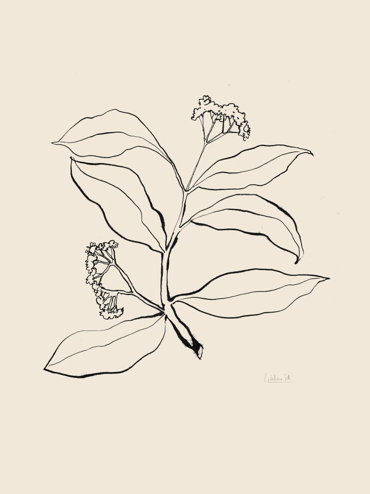 Botanical Line Drawing by Catalina Somolinos — canvas wall art
