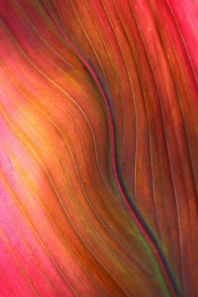 Vibrant Leaf Abstract by Robin Wechsler — canvas wall art
