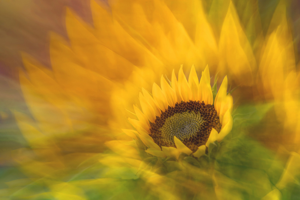 Vibrant Sunflower Radiance by Florent Dirk Thies — canvas wall art