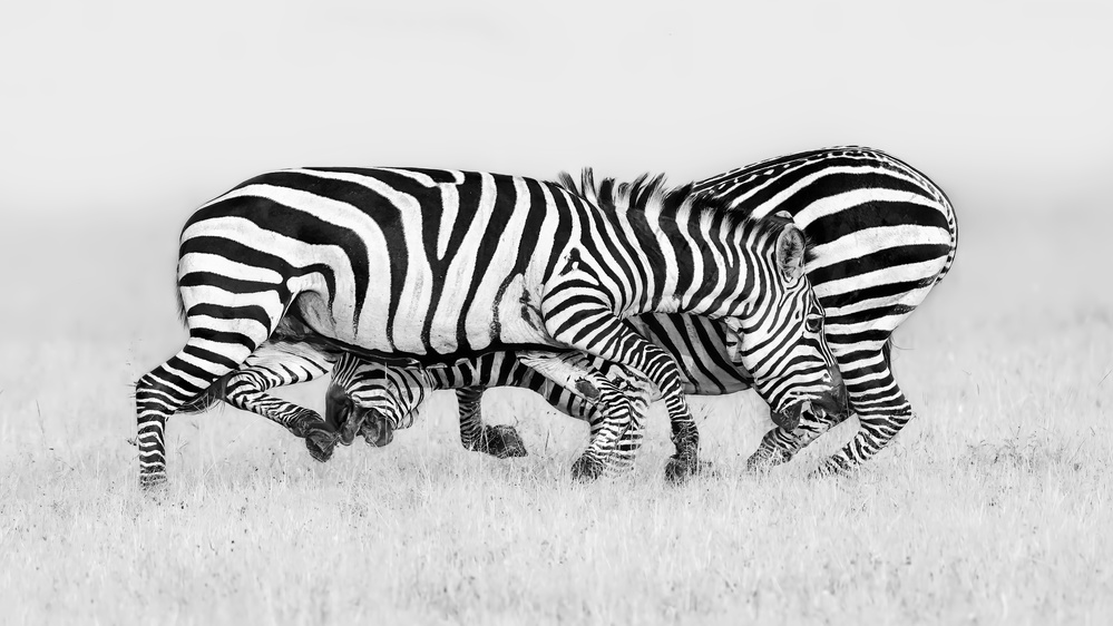Dynamic Zebras Fighting by Jun Zuo — canvas wall art