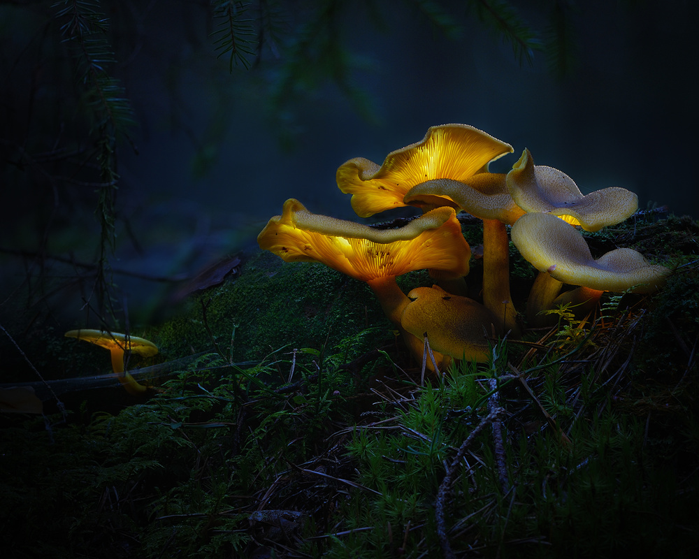 Glowing Forest Mushrooms by Kaspars Kurcens — canvas wall art